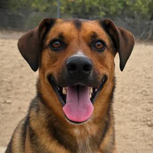 Joey, Cattle Dog, adult, available for adoption