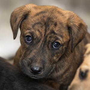 Mojito, Mixed Breed (Large), puppy, available for adoption