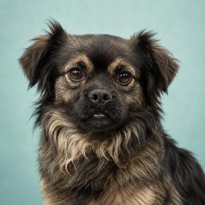 Leonard, Pekingese, adult, available for adoption