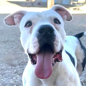 Franklin, Bulldog, adult, available for adoption