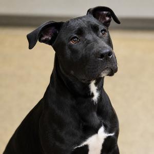 Diesel, Retriever, Black Labrador, young, available for adoption