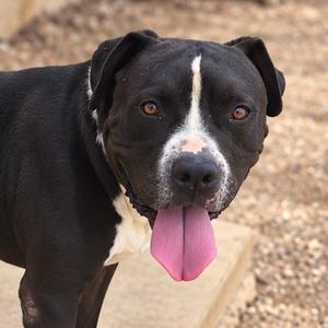 Meatloaf, Terrier, Pit Bull, adult, available for adoption