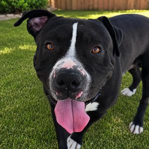 Meatloaf, Terrier, Pit Bull, adult, available for adoption