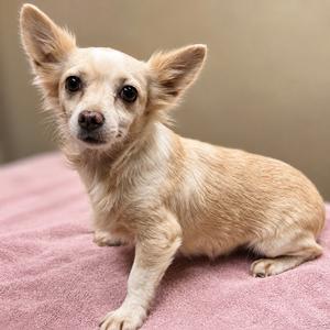 A small, light-colored dog with large ears sitting on a pink blanket.