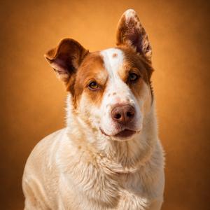 Bowser, Cattle Dog, adult, available for adoption