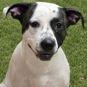 Destiny, Mixed Breed (Medium), adult, available for adoption