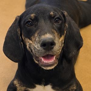 Sokka, Hound, puppy, available for adoption