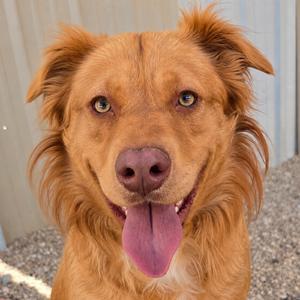 Ruger, Retriever, Golden, adult, available for adoption
