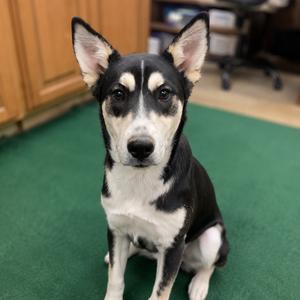 Betty, Mixed Breed (Large), young, available for adoption