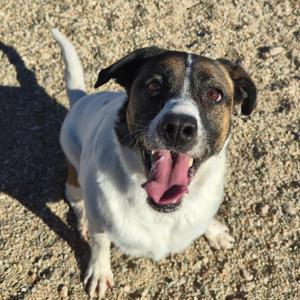 Merle, Mixed Breed (Large), adult, available for adoption