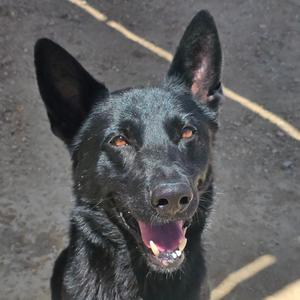 A close-up, head-and-shoulders shot of a black German Shepherd dog with its mouth slightly open and tongue visible.