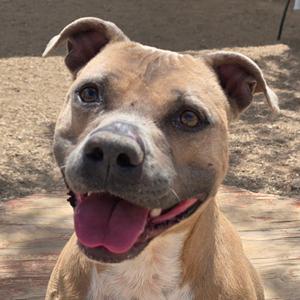 A tan pitbull dog with its tongue hanging out and ears perked.