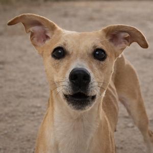 A light brown dog with large ears and dark eyes looking directly at the camera.