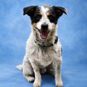 Jasper, Terrier, Jack Russell, adult, available for adoption