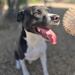 A black and white dog with its tongue out, holding a ball in its mouth.