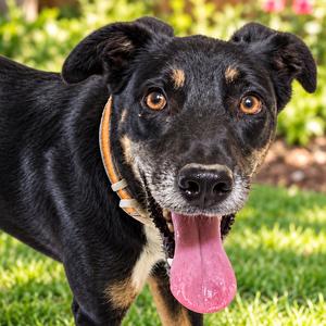 Mario, Mixed Breed (Medium), adult, available for adoption