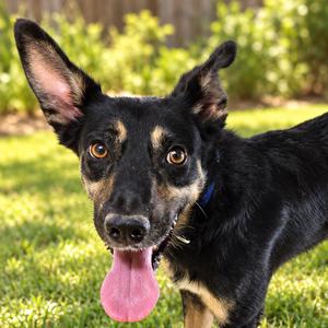 Luigi, Mixed Breed (Medium), adult, available for adoption