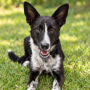 Peyton, Collie, Border, young, available for adoption