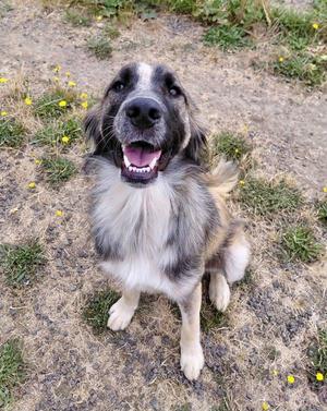 A fluffy, mixed-breed dog with grey, black, and white fur is sitting on dry ground with yellow flowers, looking up with its mouth open and tongue visible.