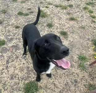 A black dog with its tongue hanging out is looking up and to the right, with a blurry background of dry ground and sparse green weeds.