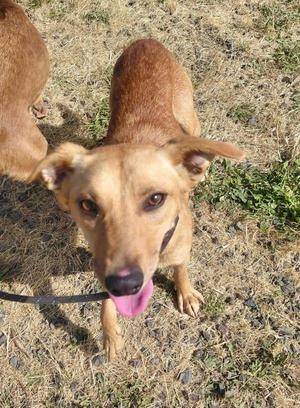 A tan dog looking up at the camera with its tongue hanging out while standing on dry grass.