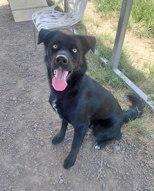 A black dog with yellow eyes sits on gravel, panting with its tongue out.