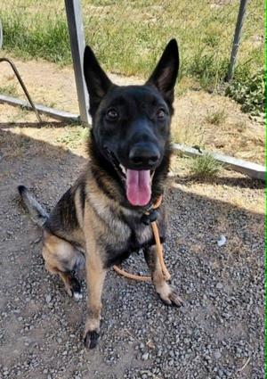 Haisley, Belgian Shepherd / Malinois, young, available for adoption