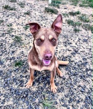 Garbanzo, Terrier, young, available for adoption