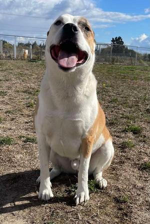 Goose, Akita / Pit Bull Terrier, senior, available for adoption