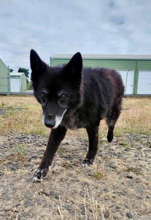 Edna, Shepherd, senior, available for adoption