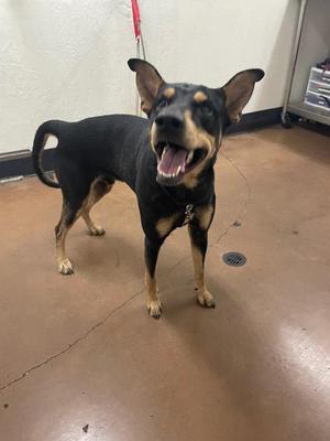 Apollo, Doberman Pinscher / Mixed Breed, adult, available for adoption