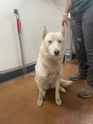 Diamond, Siberian Husky / Husky, adult, available for adoption
