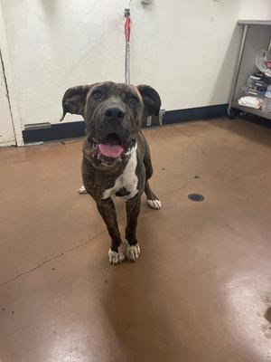 A brown and white dog with floppy ears and a pink tongue standing on a brown floor.