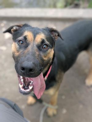 a black and tan dog with a pink tongue sticking out, looking at the camera