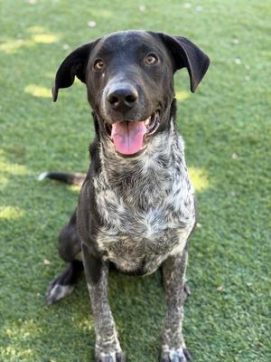 A black and white dog sitting on a green lawn, looking up with its tongue out.