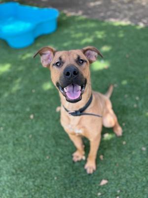 A brown dog with a black collar is sitting on green grass, looking up with its mouth open and tongue out.