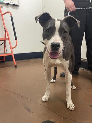 Cash, Pit Bull Terrier, puppy, available for adoption