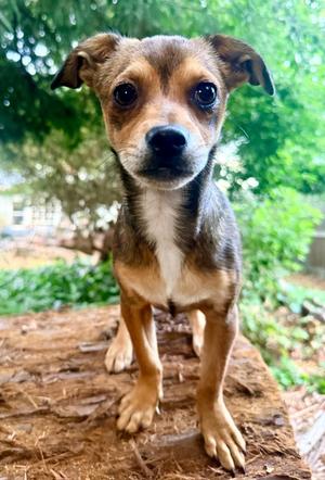 Beef, Chihuahua / Terrier, puppy, available for adoption