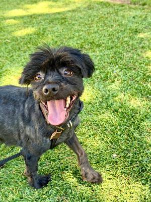 Draco, Shih Tzu / Mixed Breed, adult, available for adoption
