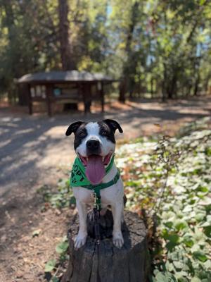 Bandit, Pit Bull Terrier, adult, available for adoption