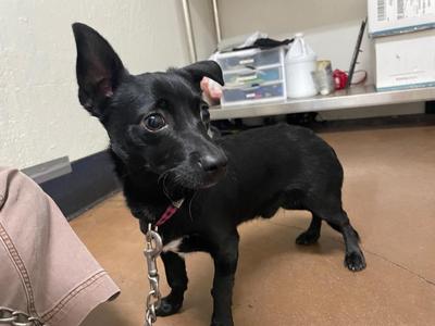 Helix, Chihuahua / Mixed Breed, puppy, available for adoption