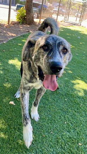 A brindle dog with a black muzzle and white paws is standing on a green lawn, its tongue out and tail raised.