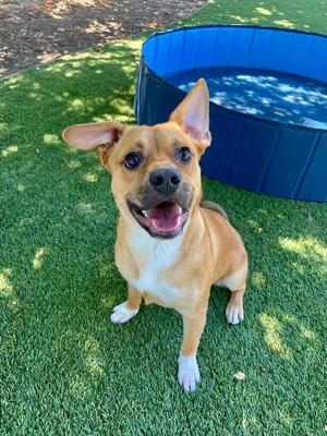 Kevin, Terrier / Pit Bull Terrier, puppy, available for adoption