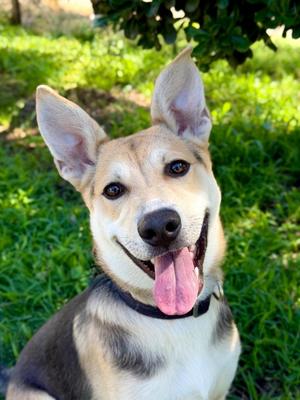 Aztec, Shepherd / Siberian Husky, puppy, available for adoption
