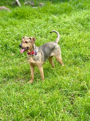 A tan and grey dog with its tongue hanging out stands in a grassy field wearing a red collar.