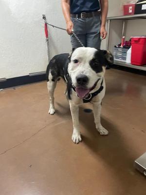 Harley, Pit Bull Terrier / Labrador Retriever, young, available for adoption