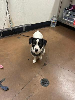 Dimitri, Terrier, young, available for adoption
