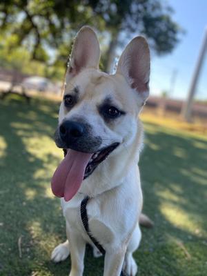 A tan and white dog with erect ears and its tongue hanging out sits on green grass.