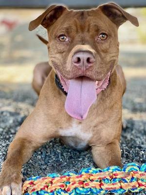 A brown pit bull dog with its tongue hanging out, lying down with a colorful rope toy in front of it.