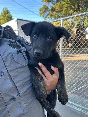 Cobra, Shepherd / Mixed Breed, puppy, available for adoption